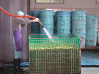 梅肉エキス　宝珠の特徴１１