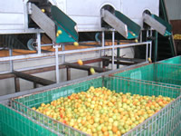 梅肉エキス　宝珠の特徴１３