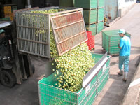 梅肉エキス　宝珠の特徴８