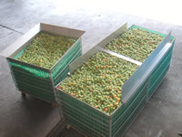 梅肉エキス　宝珠の特徴９